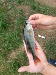 Große Hase (Löningen)-3