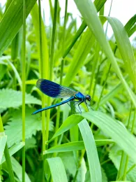 Dosse (Wittstock/Dosse)-4