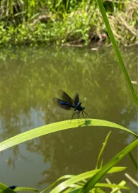 Dosse (Wittstock/Dosse)-2