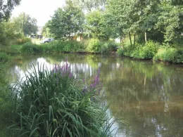 Wiesenfischteich (Eicken-Bruche)-1