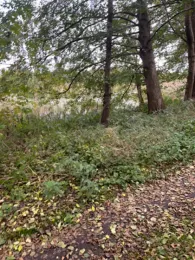 Rehmsee (Brüsewitz)-3