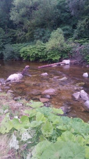 Wiese (Schopfheim)-2