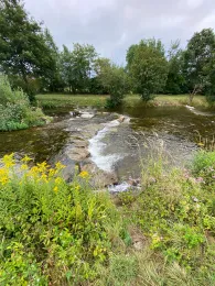 Wiese (Schopfheim)-1