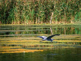 Angelteiche Boeker Mühle-3