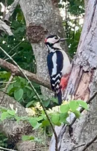 Wertach (Großaitingen)-2