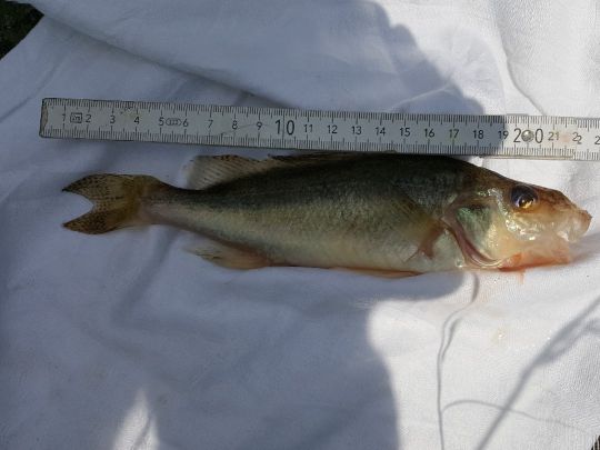 Elbe (Glückstadt)-2