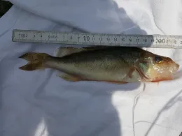 Elbe (Glückstadt)-2