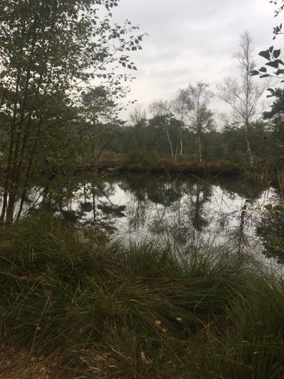 Duvennester Moor-3
