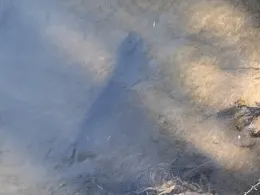 Mümling (Höchst/Odenwald)