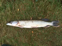 Holstenteich (Ankum)