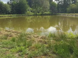 Holstenteich (Ankum)-1