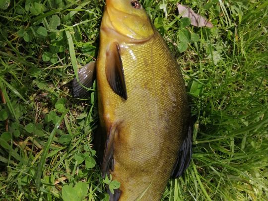 Brockenstedter Mühle-1