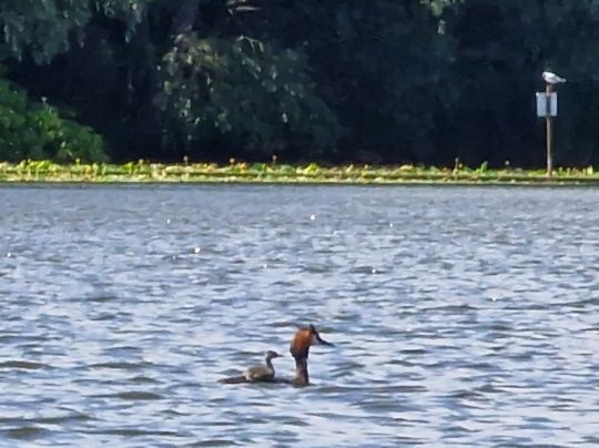 Tremser Teich (Lübeck)-3
