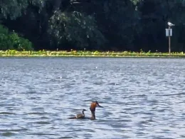 Tremser Teich (Lübeck)-3