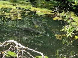 Tremser Teich (Lübeck)