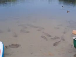 Gewässer westl. Bahnlinie Bad Erna