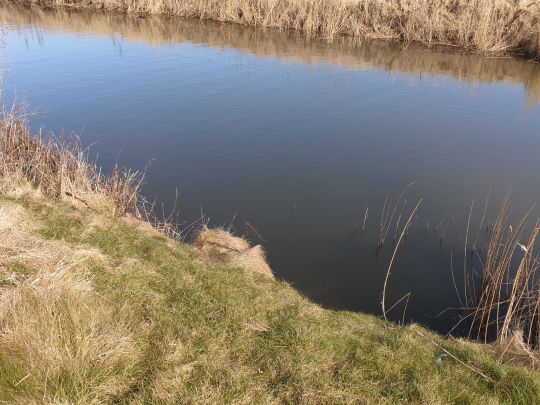 Rhinschlot (Reußenköge)