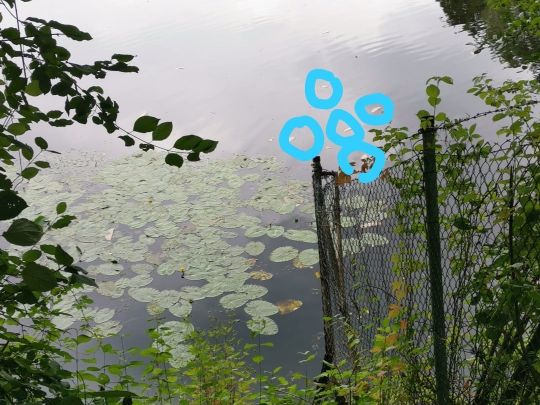 Mummelsee (Hähnichen)