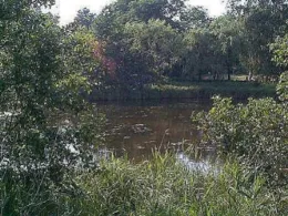 Teich Vierbergen (Ahrensburg)