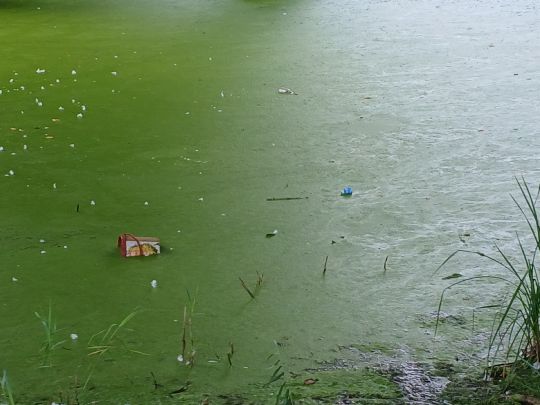 Teich Vierbergen (Ahrensburg)-2