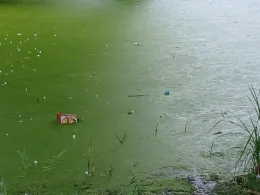 Teich Vierbergen (Ahrensburg)-2