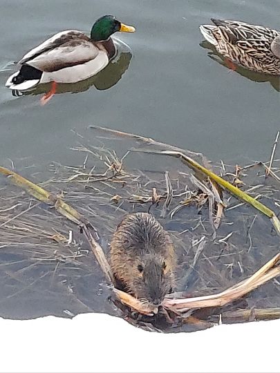 Lausitzer Neiße (Görlitz)-1