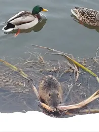 Lausitzer Neiße (Görlitz)-1