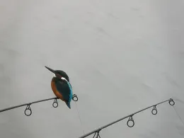 Das Neue Land (Gröningen)-2