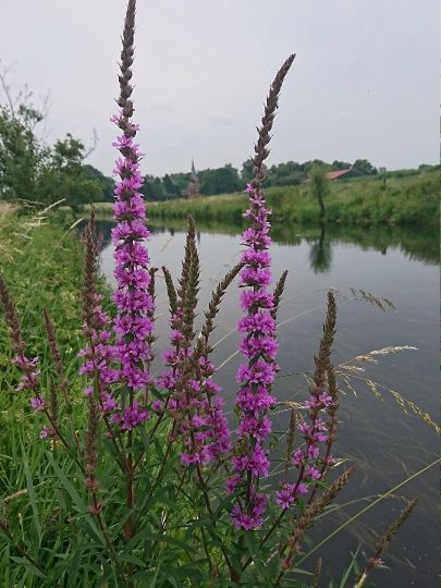 Niers (Weeze)