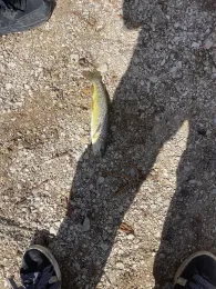 Fils (Geislingen an der Steige)