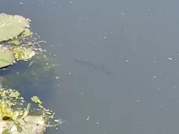 Templer Bach (Damgarten)