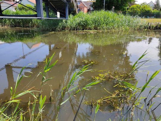 Templer Bach (Damgarten)-1