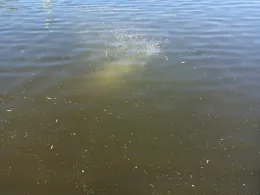 Krähenteich (Lübeck)