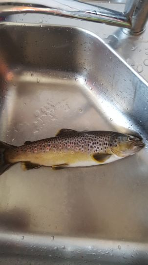 Tauber (Bad Mergentheim)-1