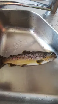 Tauber (Bad Mergentheim)-1