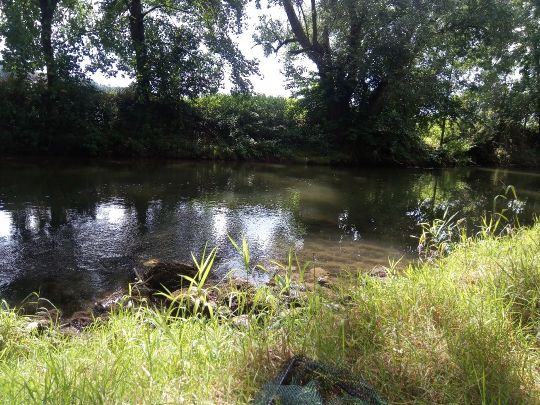 Tauber (Bad Mergentheim)-4