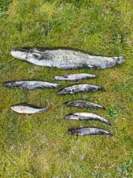 Küstenkanal (Friesoythe-Saterland)-1