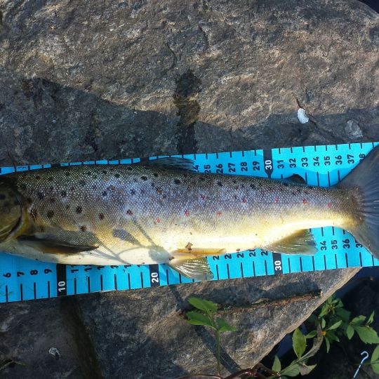 Chemnitz (Lunzenau)-2