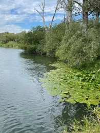 Radolfzeller Aach (Volkertshausen)