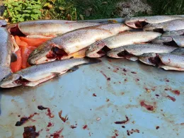 Angelpark Mülmischtal