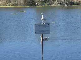 Regenrückhaltebecken Greifswald-2