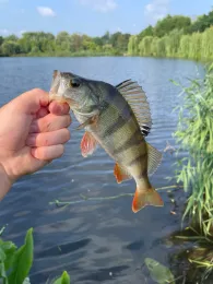 Hinterer Gotthardteich (Merseburg)-1