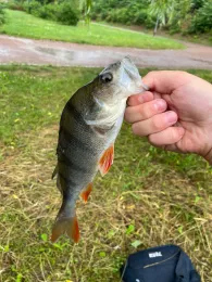 Hinterer Gotthardteich (Merseburg)-4