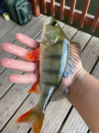 Hinterer Gotthardteich (Merseburg)-2