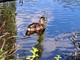 Hinterer Gotthardteich (Merseburg)-1