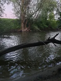 Schussen (Meckenbeuren)-1