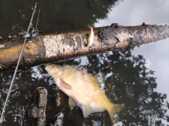 Kiwittsmoorteiche (Hamburg)-1