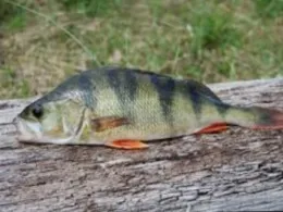 Main (Lohr am Main)-0