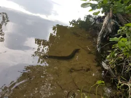 Lehnitzsee (Oranienburg)