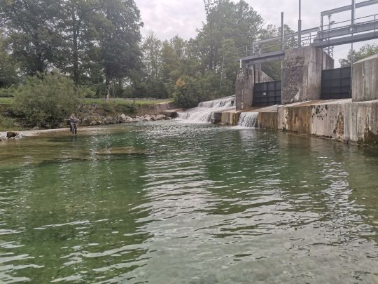 Weiße Traun (Siegsdorf)-4